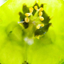 正版软件商城的ddos攻击器安卓ios下载